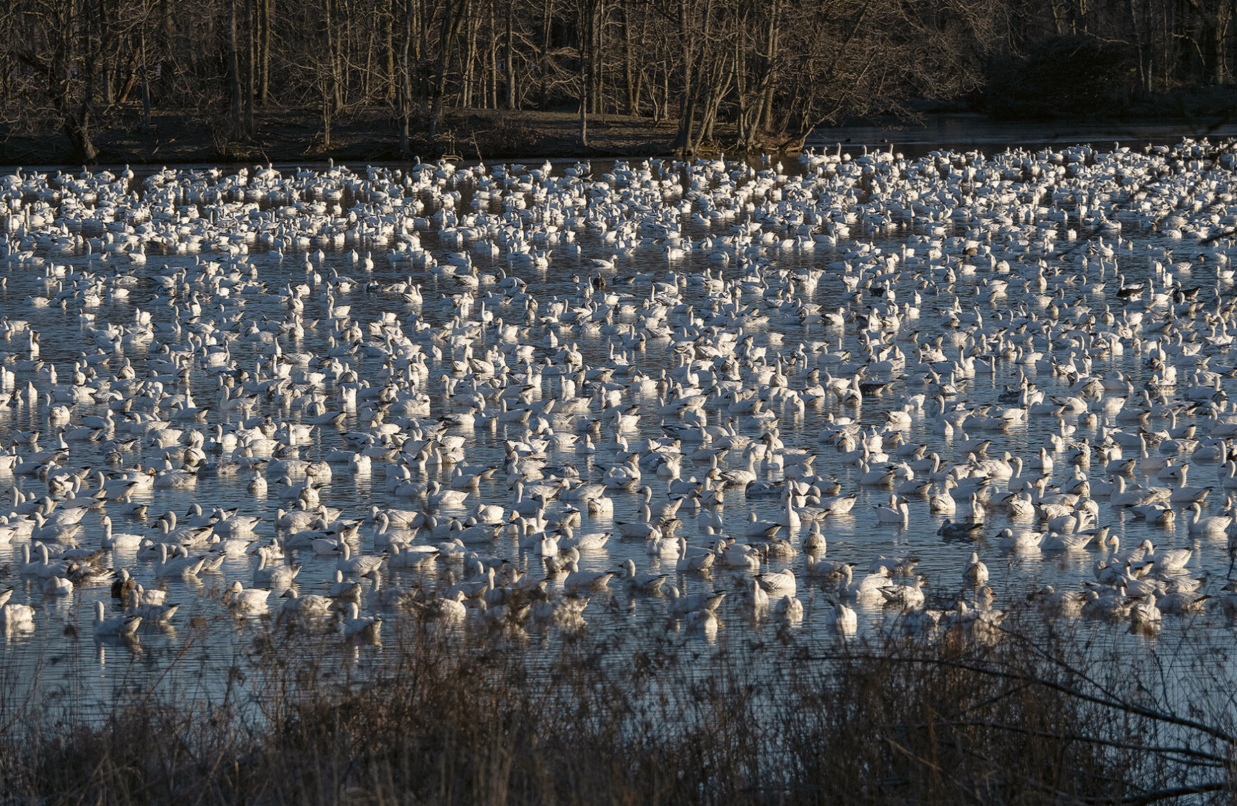 Snow geese